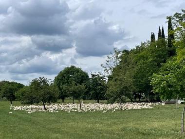 Ferme de Souleille