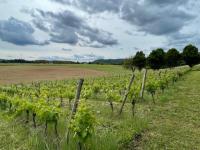Vignoble 4