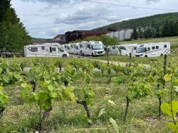 Vignoble 3
