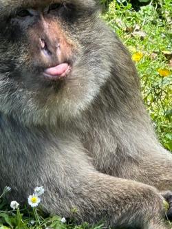 Singe Magot