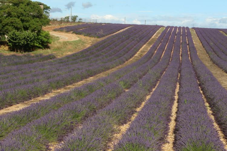 UN PETIT TOUR EN HAUTE PROVENCE